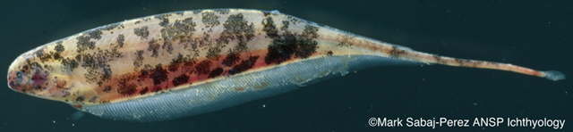 云斑无齿翎电鳗(Adontosternarchus nebulosus)
