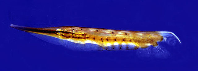 斑纹虾鱼(Aeoliscus punctulatus)