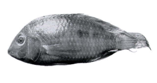 委内瑞拉宝丽鱼(Aequidens chimantanus)