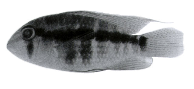 苏里南宝丽鱼(Aequidens paloemeuensis)