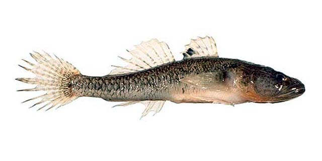 阿富卡虾虎(Afurcagobius suppositus)