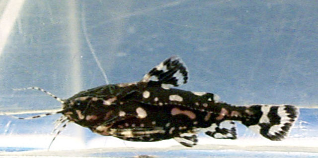 梳额蜴鲇(Agamyxis pectinifrons)