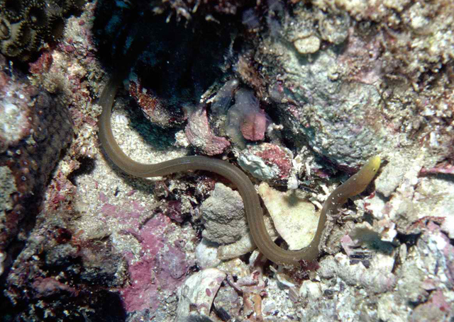 大眼阿尔蛇鳗(Ahlia egmontis)