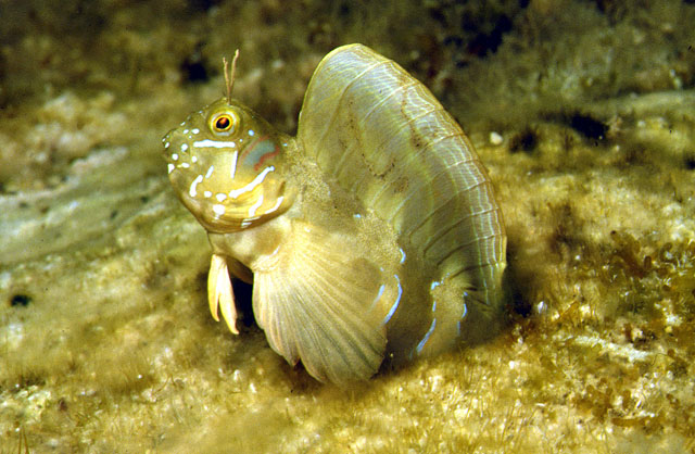 地中海远鳚(Aidablennius sphynx)