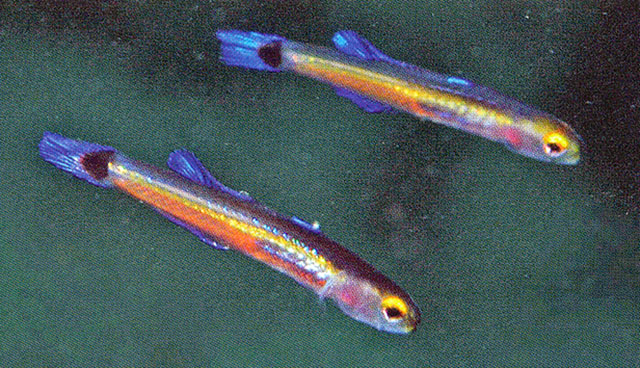 短鳍动眼鳍鳢(Aioliops brachypterus)