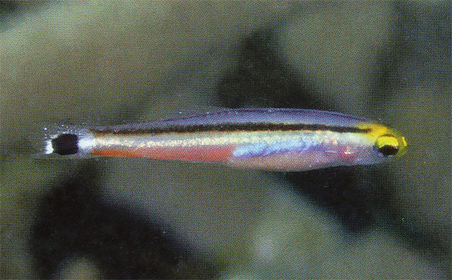 大斑动眼鳍鳢(Aioliops megastigma)