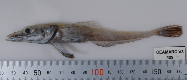裸头龙鰧(Akarotaxis nudiceps)