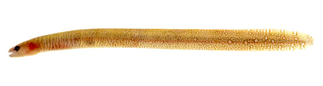 长身翼喉盘鱼(Alabes elongata)