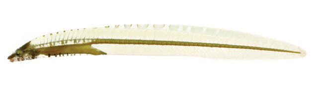 西域翼喉盘鱼(Alabes occidentalis)