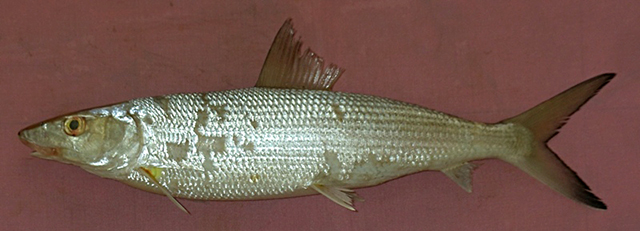银北梭鱼(Albula argentea)