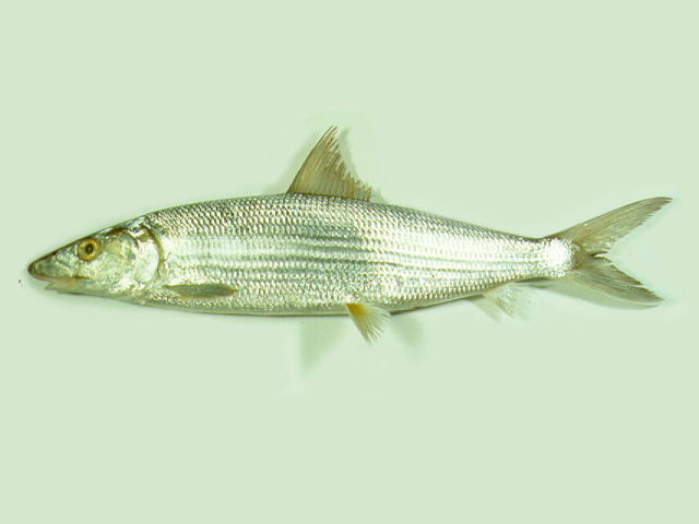 圆颌北梭鱼(Albula glossodonta)