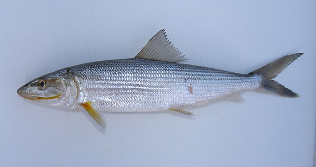 东海北梭鱼(Albula koreana)