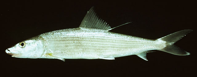 黑吻北梭鱼(Albula nemoptera)