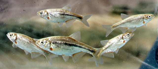 双斑拟白鱼(Alburnoides bipunctatus)