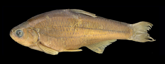 伊迪拟白鱼(Alburnoides idignensis)