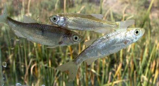 带纹拟白鱼(Alburnoides taeniatus)