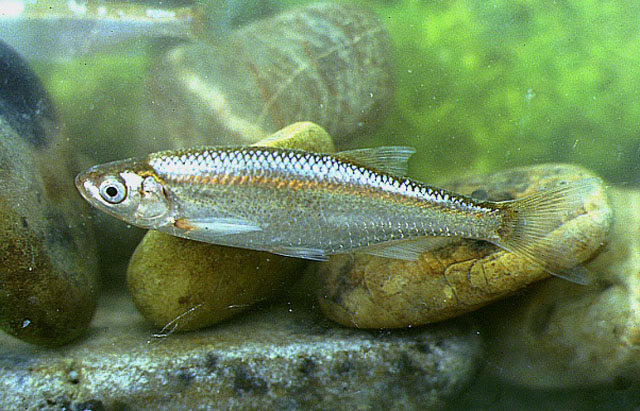 欧白鱼(Alburnus alburnus)