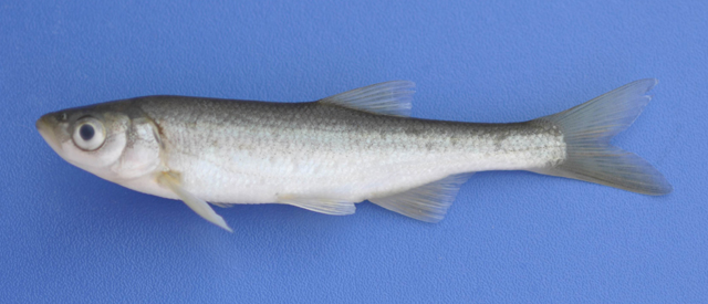 巴坦欧白鱼(Alburnus battalgilae)