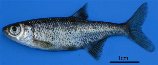 淡黑欧白鱼(Alburnus caeruleus)
