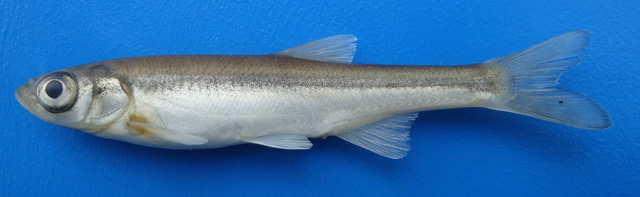 褐背欧白鱼(Alburnus mossulensis)