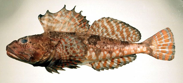 长体雀杜父鱼(Alcichthys elongatus)