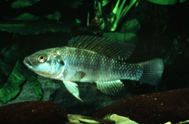 格氏雀丽鱼(Alcolapia grahami)