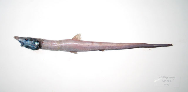 异鳞海蜴鱼(Aldrovandia affinis)