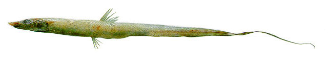 多脂海蜴鱼(Aldrovandia oleosa)
