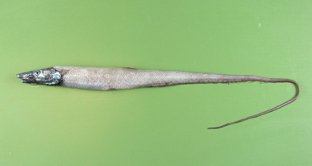 裸头海蜴鱼(Aldrovandia phalacra)