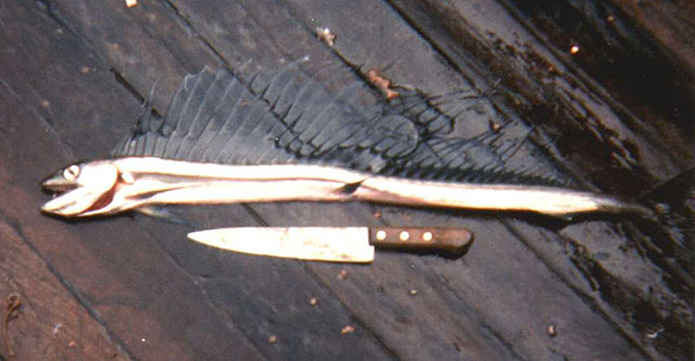 短吻帆蜥鱼(Alepisaurus brevirostris)
