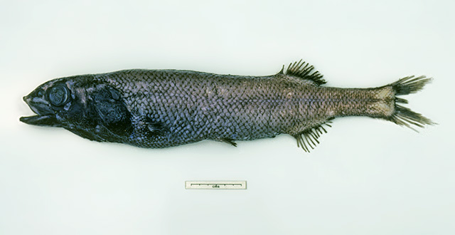反足平头鱼(Alepocephalus antipodianus)