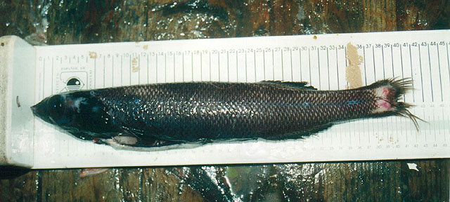 贝氏平头鱼(Alepocephalus bairdii)
