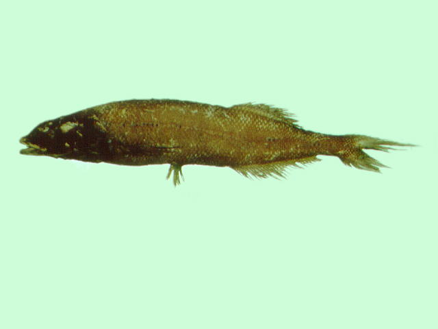 双色平头鱼(Alepocephalus bicolor)