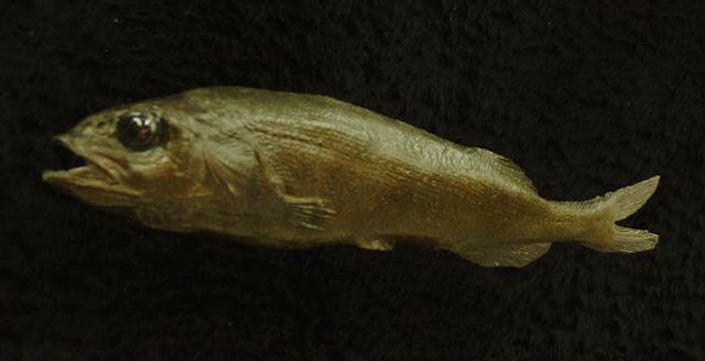 特内平头鱼(Alepocephalus tenebrosus)