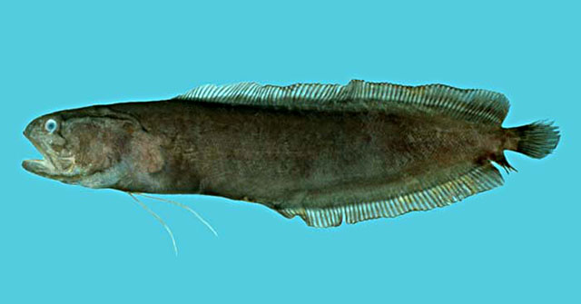 琉球海鼬鱼(Alionematichthys riukiuensis)