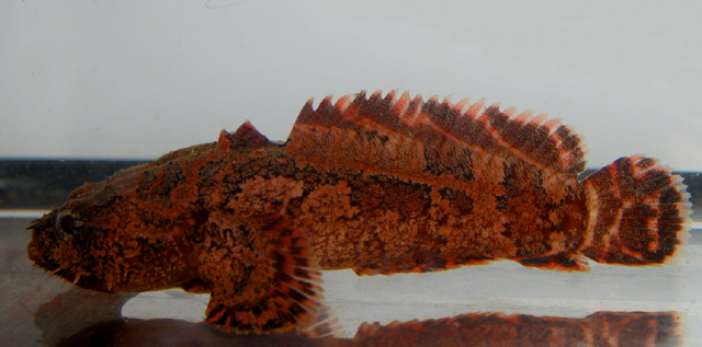 南方奇蟾鱼(Allenbatrachus meridionalis)