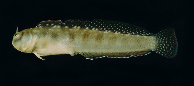 大项异鳚(Alloblennius jugularis)