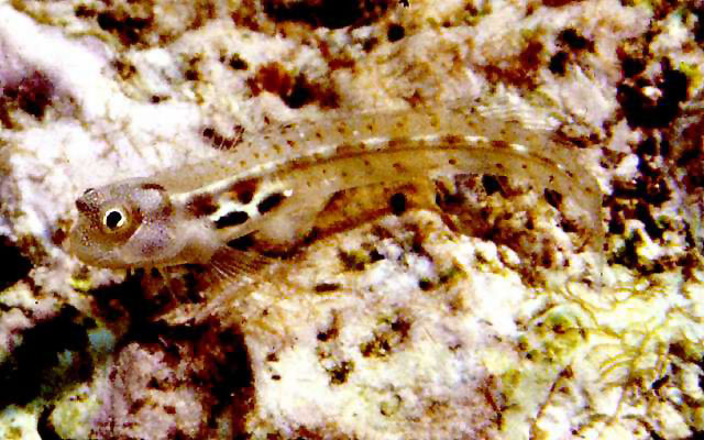 黑斑异鳚(Alloblennius pictus)