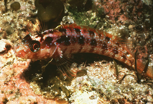 霍氏异脂鳚(Alloclinus holderi)