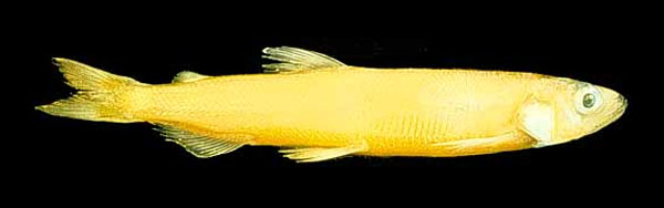 长身异胡瓜鱼(Allosmerus elongatus)