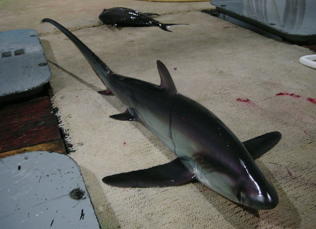 浅海长尾鲨(Alopias pelagicus)
