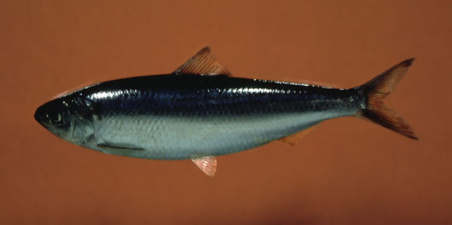 蓝背西鲱(Alosa aestivalis)