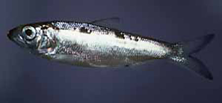 阿拉巴马西鲱(Alosa alabamae)