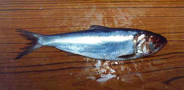 西鲱(Alosa alosa)