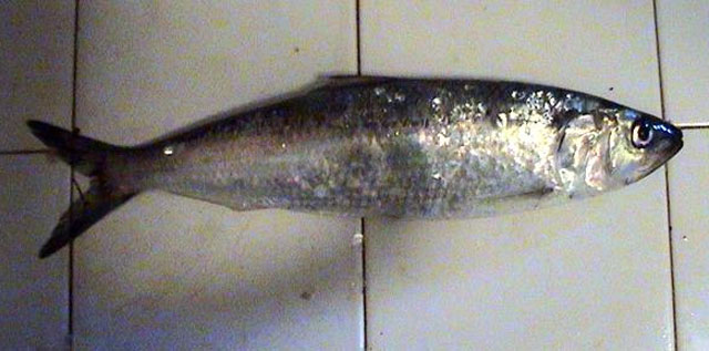 无斑西鲱(Alosa immaculata)