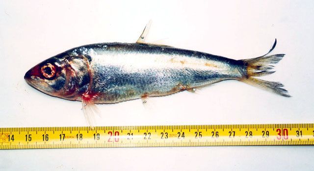 马其顿西鲱(Alosa macedonica)