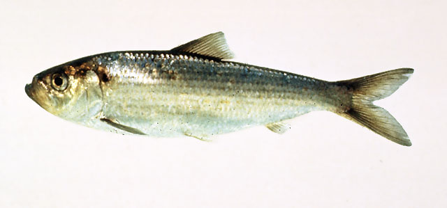 拟沙西鲱(Alosa pseudoharengus)
