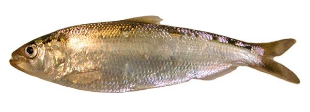 美洲西鲱(Alosa sapidissima)
