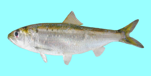 泰那西鲱(Alosa tanaica)