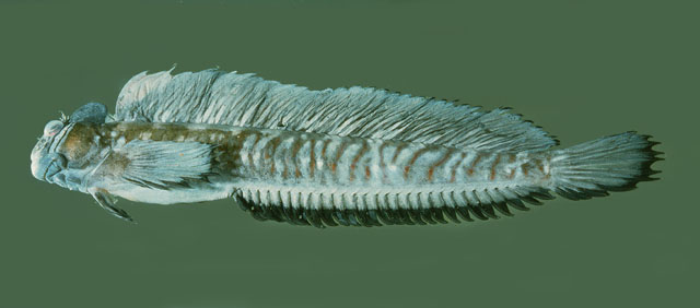跳弹鳚(Alticus saliens)